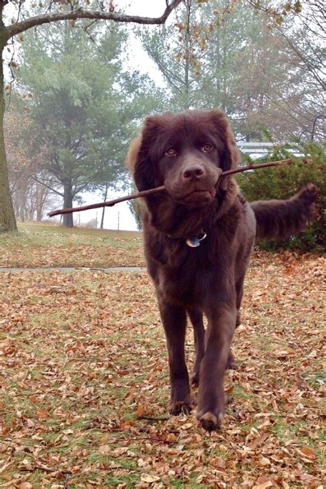 Newfoundland puppy brown | Newfoundland dog, Newfoundland puppies ...