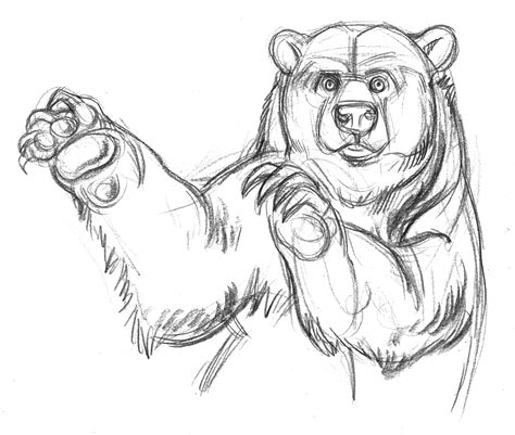 Grizzly Bear Pencil Drawing at GetDrawings | Free download