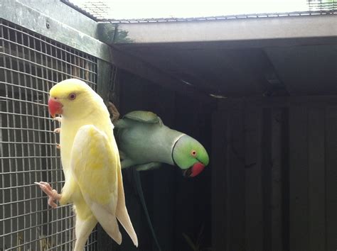 Parrot Breeding: Lutino Indian Ringneck