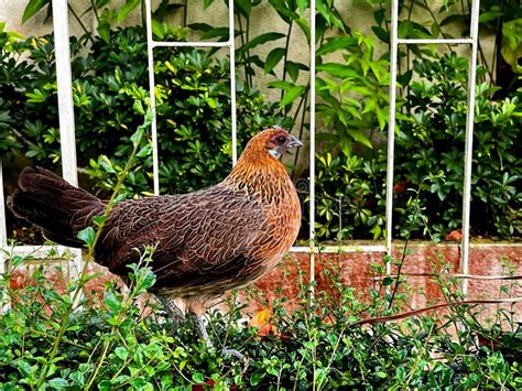 Red jungle fowl hen stock image. Image of countryside - 263541991