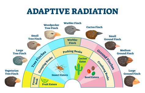 19 Astounding Facts About Adaptive Radiation - Facts.net