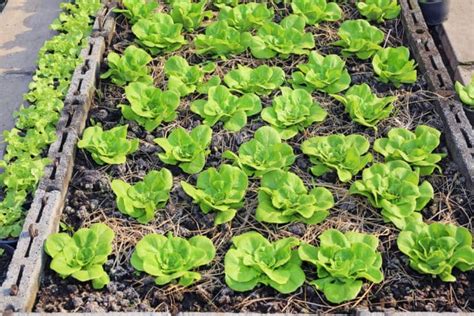 Lettuce Spacing to Grow Perfect Plants Every Time