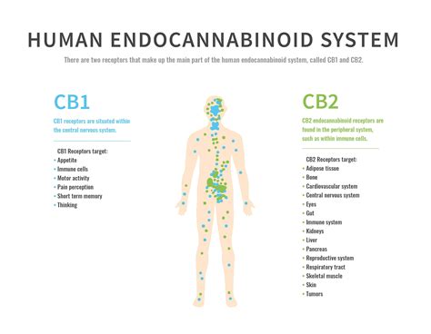 Endocannabinoid System: CB1 & CB2 Receptors - Dr. Green Relief Blog