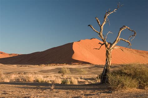 File:Thorn Tree Sossusvlei Namib Desert Namibia Luca Galuzzi 2004a.JPG - Wikipedia, the free ...