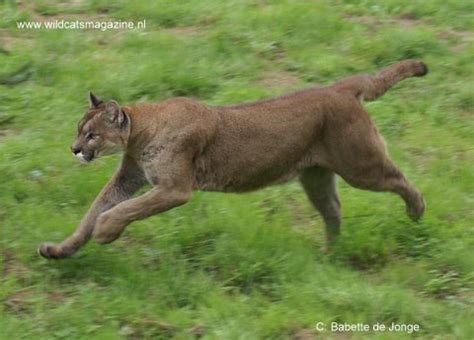 Cougar (Puma concolor) - Wild Cats World