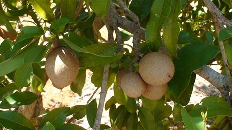 The Health Benefits of Chikoo or Sapodilla Fruit | CalorieBee