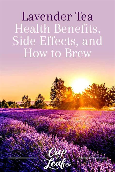 Lavender Tea Health Benefits, Side Effects, and How to Brew | Lavender tea, Health benefits, Tea ...