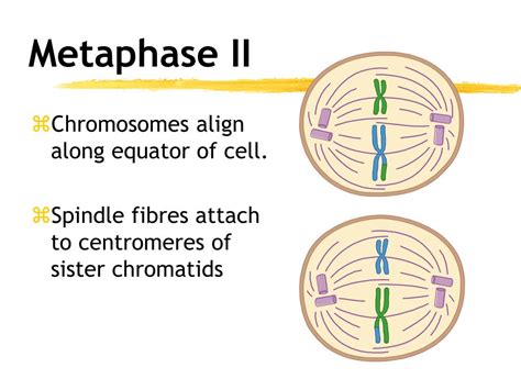 PPT - Meiosis PowerPoint Presentation, free download - ID:2279781