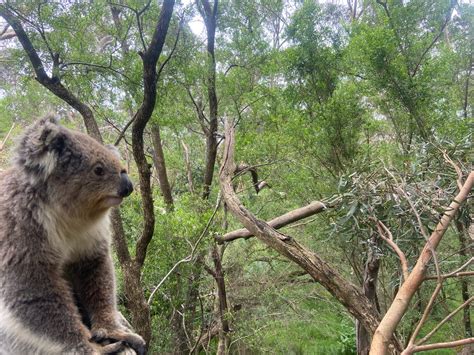 Phillip Island Koala Conservation Reserve – Rhyll, Australia - Atlas ...