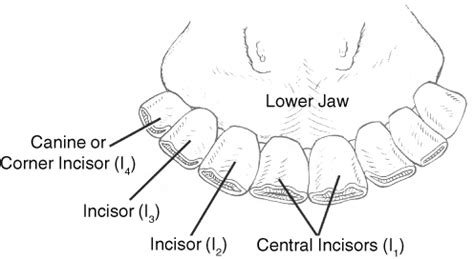 deciduous teeth cattle