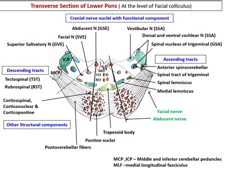 Pons Anatomy -Questions and Answers - Anatomy QA