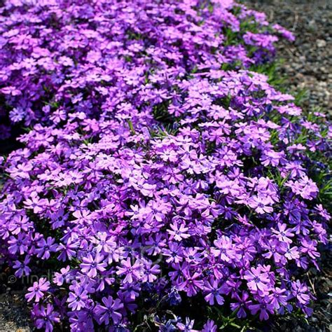 Buy Moss Phlox 'Purple Beauty' - Lauren's Garden Service