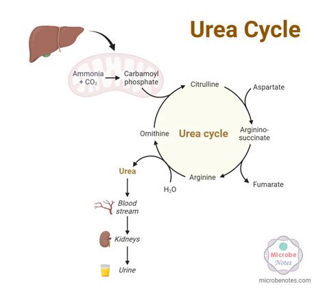 Urea Cycle: Functions, Steps, Products, Regulation, Disorders