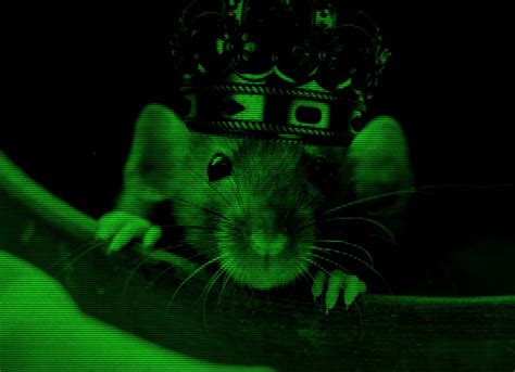 Rat king - Chernobylite Wiki