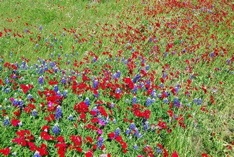 Texas wildflowers « Hindered Settling