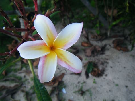 Flower in Apia, Samoa