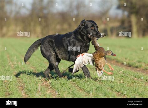 A Black Labrador Retriever retrieving a duck on a shoot in England Stock Photo: 65512519 - Alamy