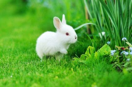 How To Take Care of Baby Bunnies — Rabbit Care Tips