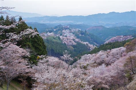 Mount Yoshino Cherry Blossoms - Japan Web Magazine