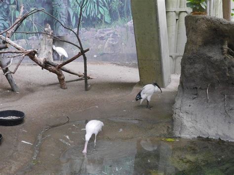 Sacred Ibis - AFRICAN rainforest