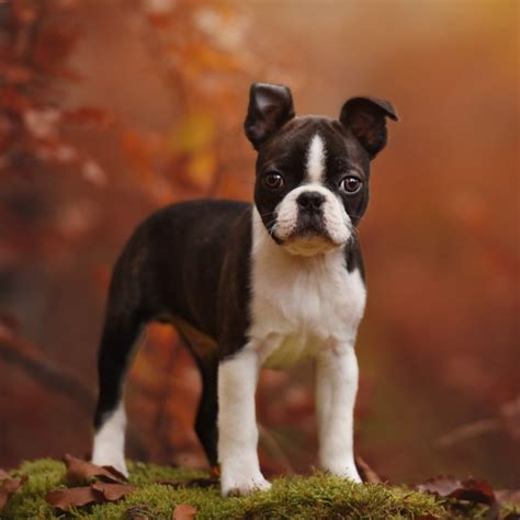 Boston Terrier Puppies For Sale | Available in Phoenix & Tucson, AZ