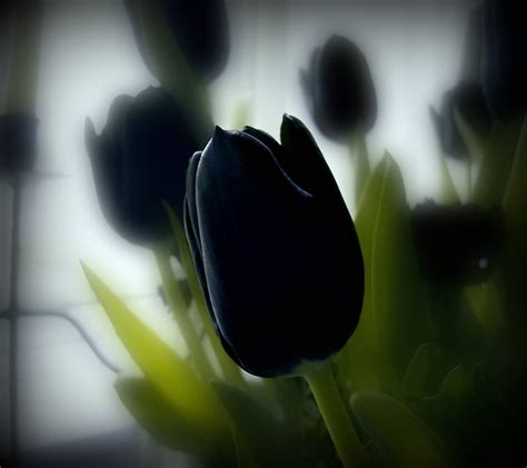 Black Tulip Wallpapers on WallpaperDog