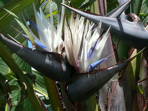 Strelitzia alba seed | BELL Garden Company,Wholesale Plant seeds,Alive ...