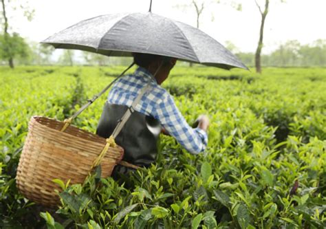 As workers suffer, Assam tea business chain retains 60-94% of earnings ...