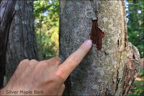 Silver Maple - Untamed Science