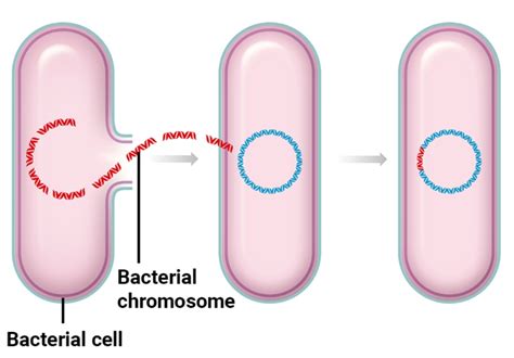 12 Biogenesis Examples – StudiousGuy