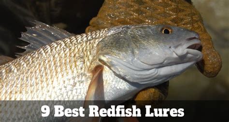 Best Redfish (Red Drum) Lures 2022: Best Lures for Red Drum | Stop ...