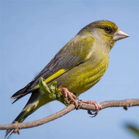 All about the Greenfinch - GardenBird