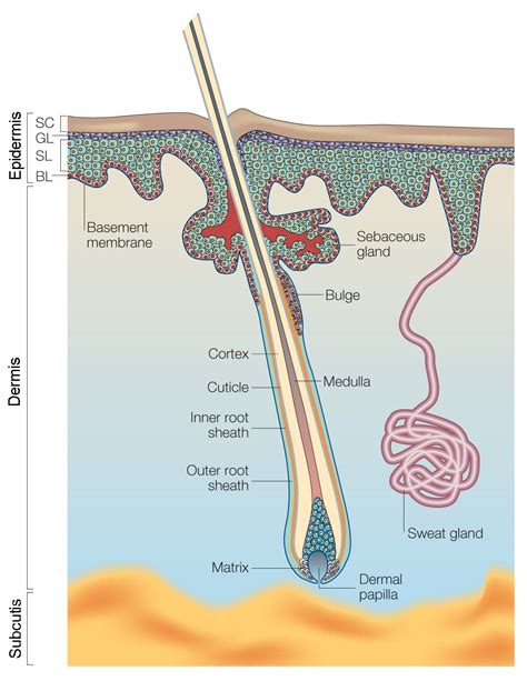 epidermal appendages – Recherche Google | Recherche google