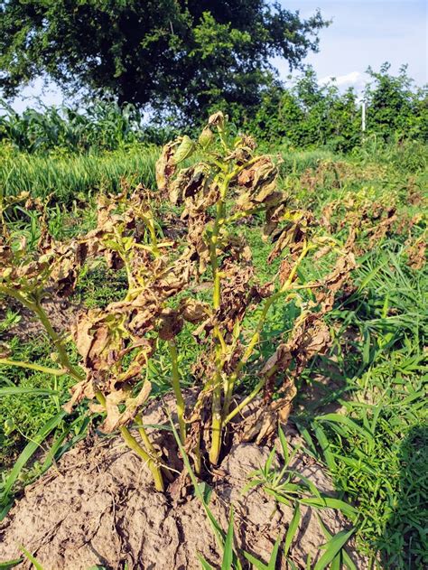 Potato Harvesting Tips - The Four Acre Farm