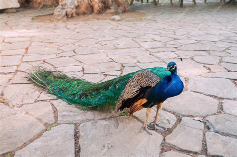 Premium Photo | Peacock walks in the backyard of the museum of history