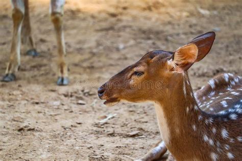 Beautiful Axis Deer in the Nature Habitat in Thailand.Beautiful Axis ...