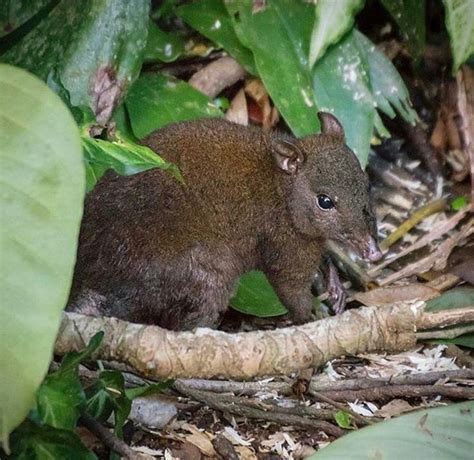 Musky Rat Kangaroo | Australia animals, Australian animals, Animals