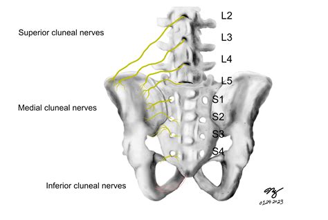 Does Cluneal Nerve Entrapment Cause Back Pain? - Massage & Fitness Magazine