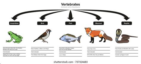 Invertebrates Animals Classification Characteristics Infographic Diagram Stock Vector (Royalty ...