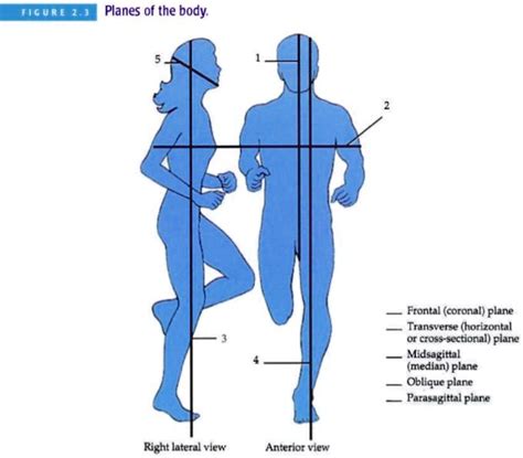 SOLVED: FIGURE 2.3 Planes of the body. Frontal (coronal plane - Transverse horizontal or cross ...