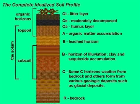 How, When and Why of Forest Farming - Learning - Site Assessment and ...