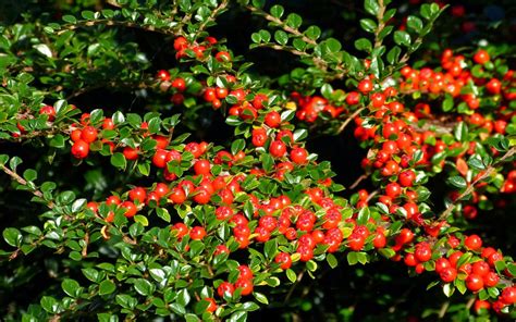 A Kilchoan Diary: Red Berries