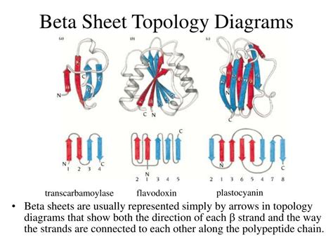 proteins - Is a beta pleated parallel sheet always formed from more ...