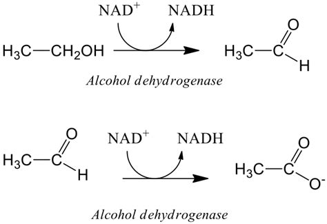 Solved Alcohol dehydrogenase is involved in the metabolism | Chegg.com