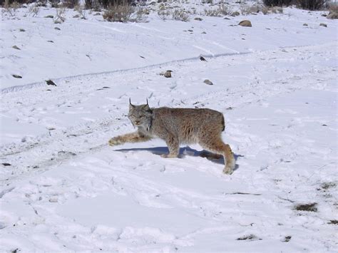 Maine Halts Trapping After Lynx Deaths – NORTHEAST EXPLORER