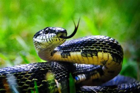 What Do Black Rat Snakes Eat? A Complete Diet Guide - Feeding Nature