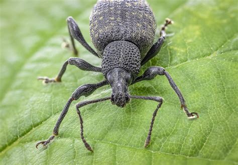 Natural Controls for The Evil Weevil - Pioneerthinking.com