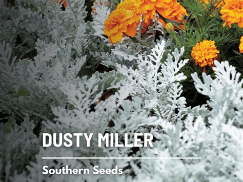 Dusty Miller 200 Seeds Heirloom Plant Timeless Gardening Favorite ...