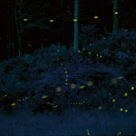 Blue Ghost Fireflies – Hendersonville, North Carolina - Atlas Obscura