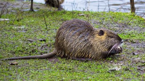 US House Passes Bill To Help Eradicate Invasive Swamp Rodent | ListenUpYall.com